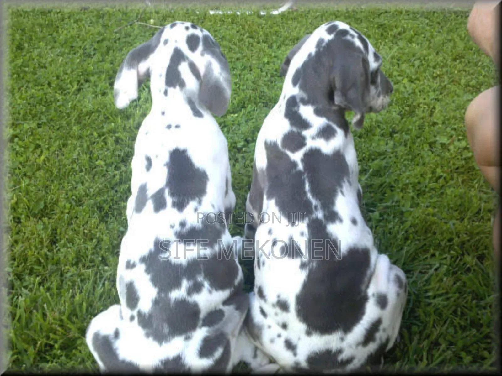 1-3 months Male Purebred Great Dane