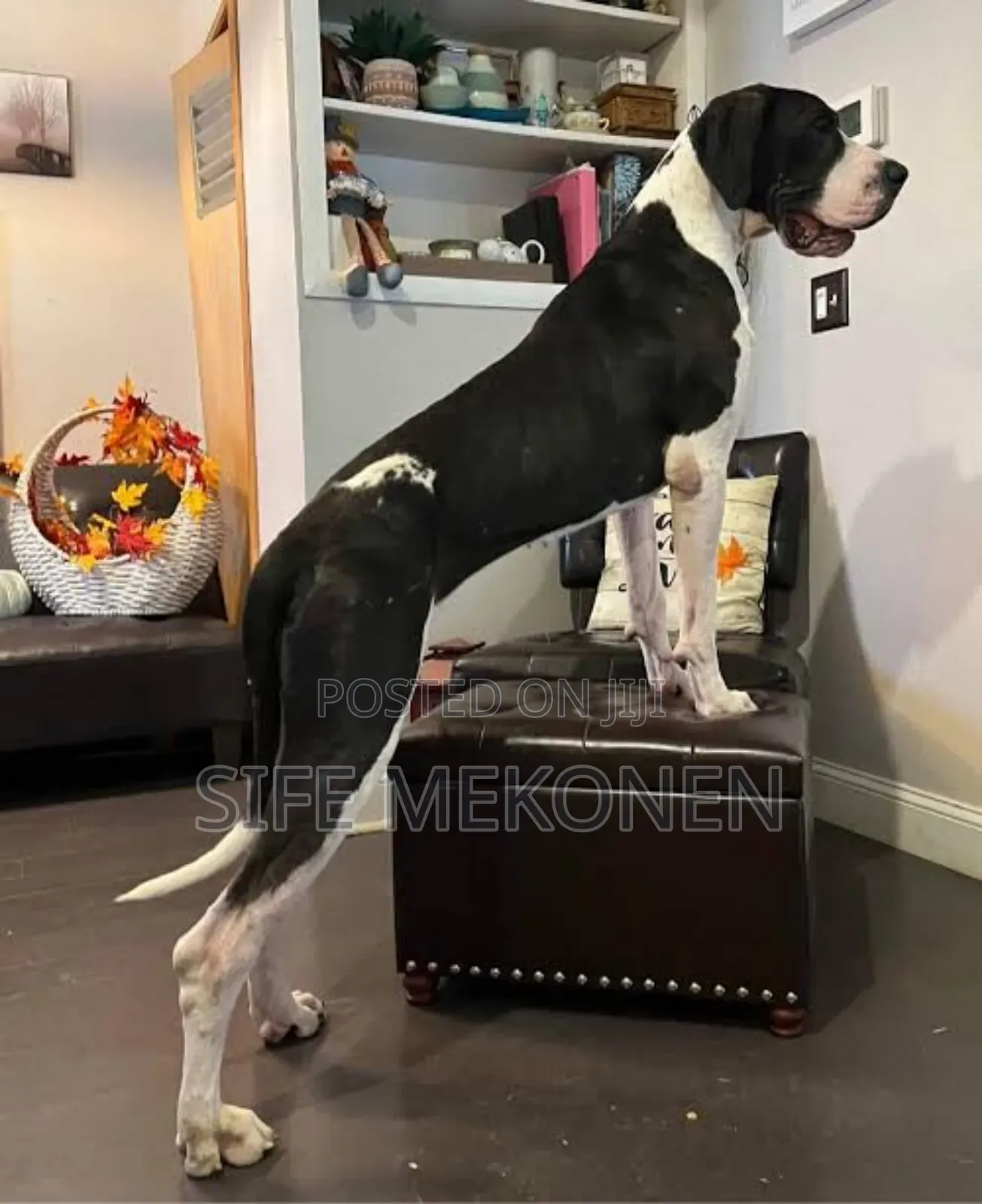 1-3 months Male Purebred Great Dane
