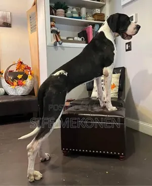 Photo - 1-3 months Male Purebred Great Dane