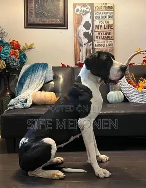 1-3 months Male Purebred Great Dane
