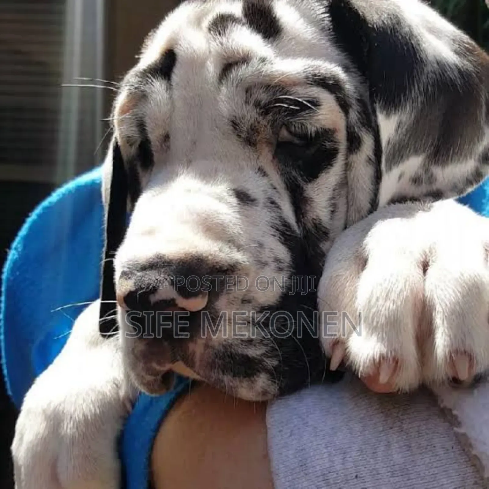 1-3 months Male Purebred Great Dane