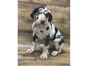 1-3 months Male Purebred Great Dane