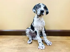 Photo - 1-3 months Male Purebred Great Dane
