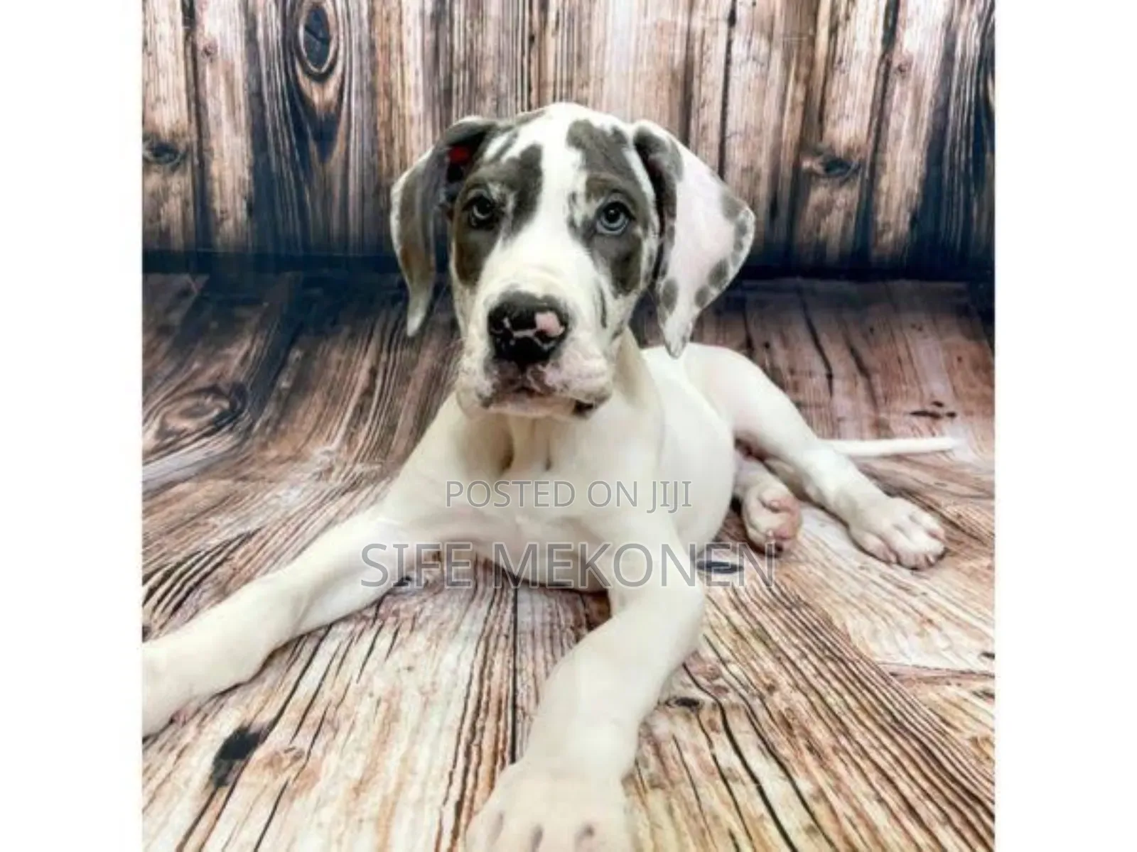 1-3 months Male Purebred Great Dane