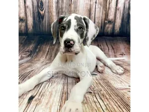 Photo - 1-3 months Male Purebred Great Dane