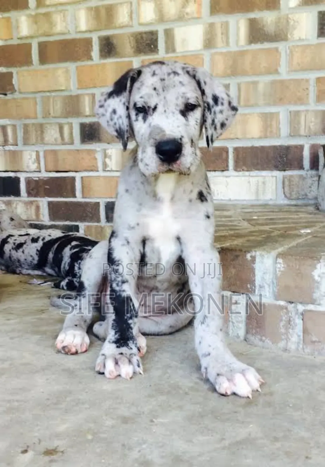 1-3 months Male Purebred Great Dane