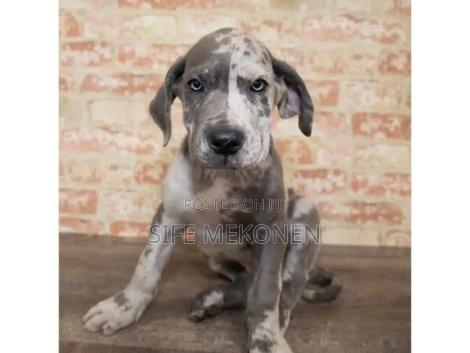 1-3 months Male Purebred Great Dane