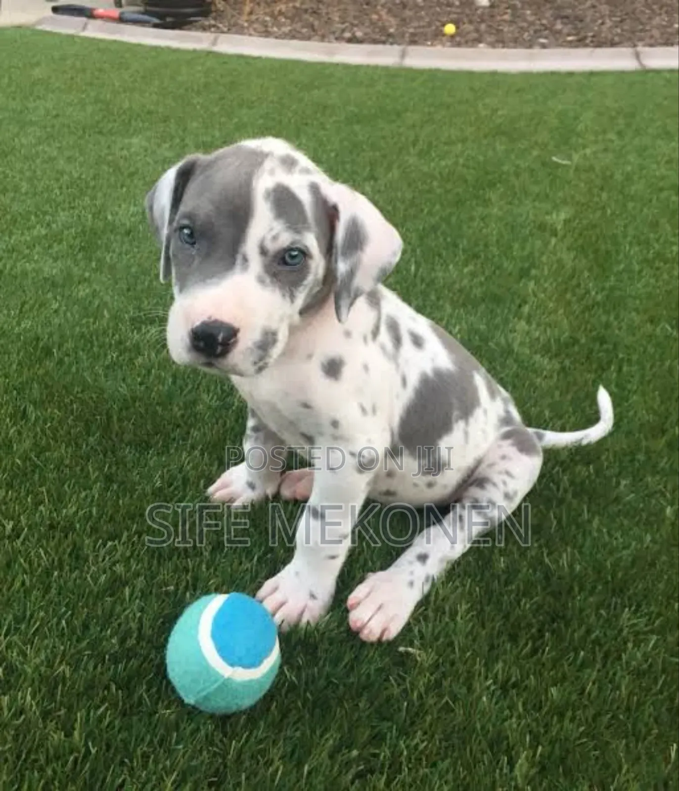 1-3 months Male Purebred Great Dane