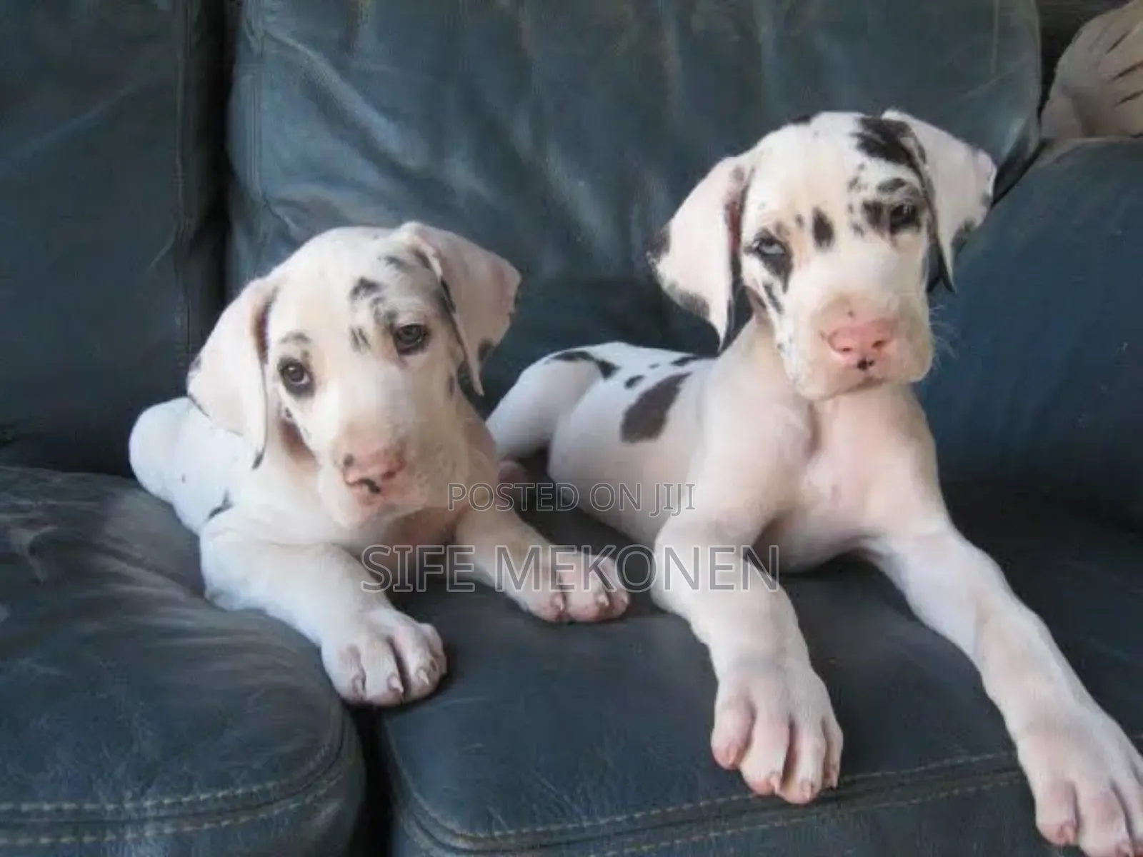 1-3 months Male Purebred Great Dane