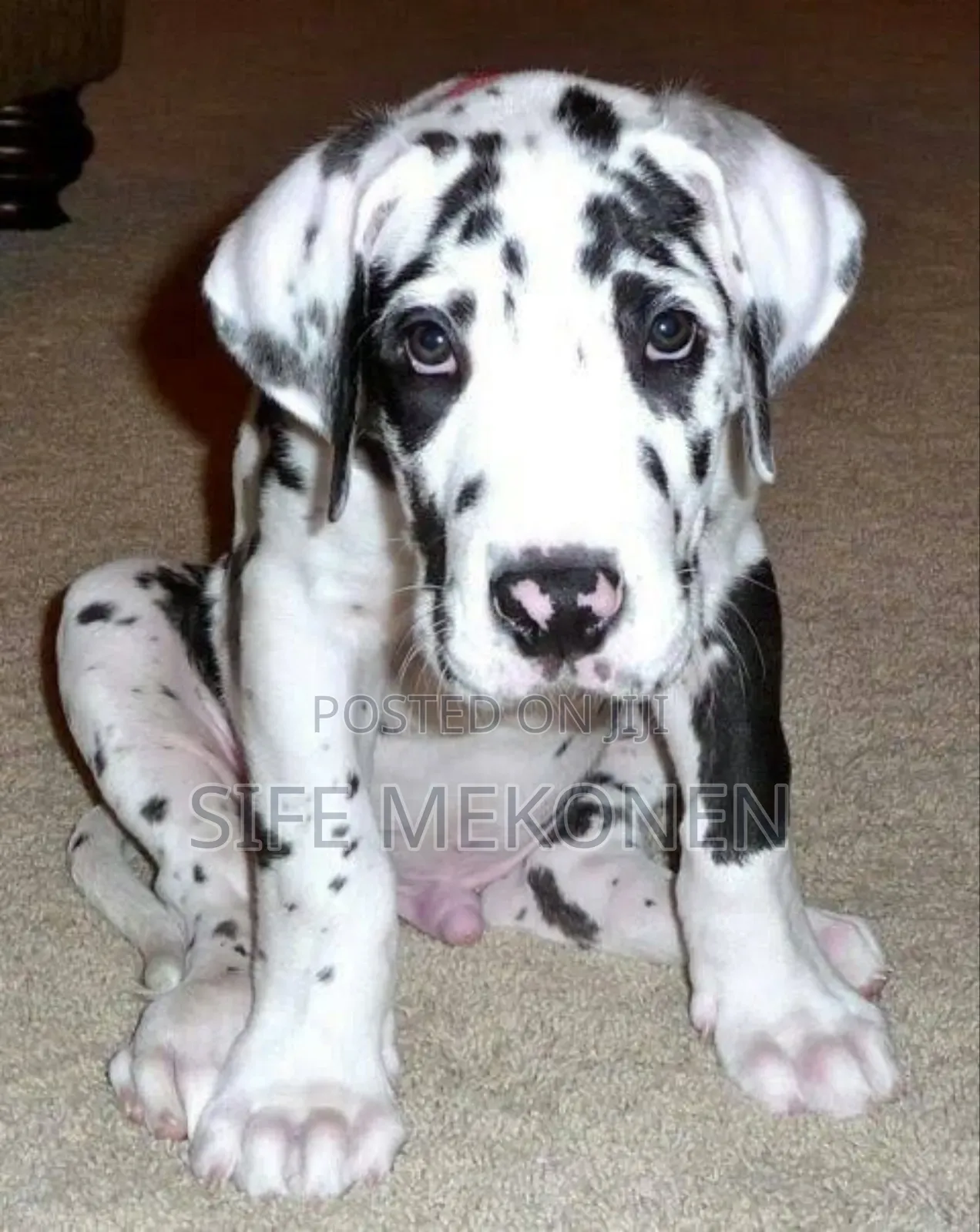 1-3 months Male Purebred Great Dane