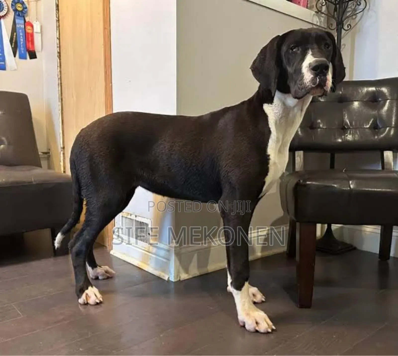 6-12 months Male Purebred Great Dane