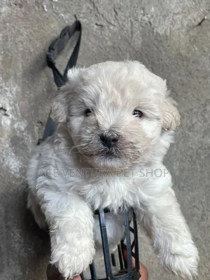 Photo - 1-3 months Male Purebred Maltese