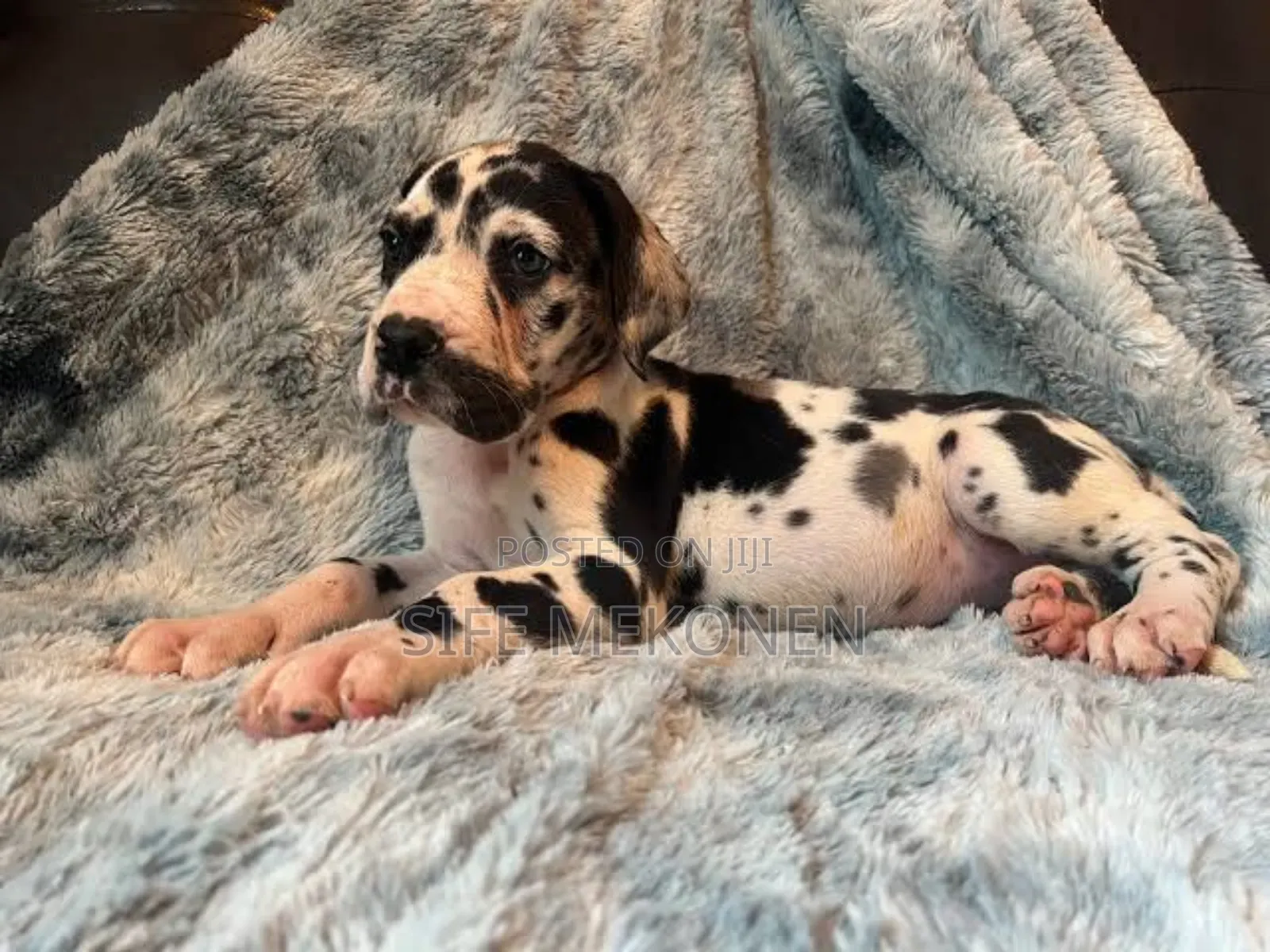 1-3 months Male Purebred Great Dane