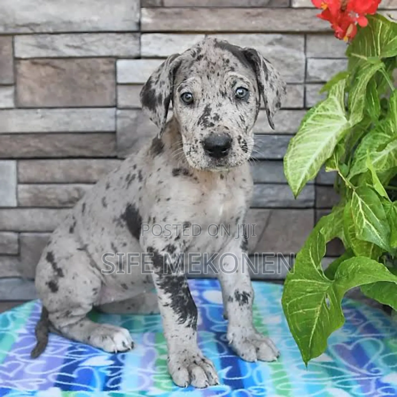 1-3 months Female Purebred Great Dane