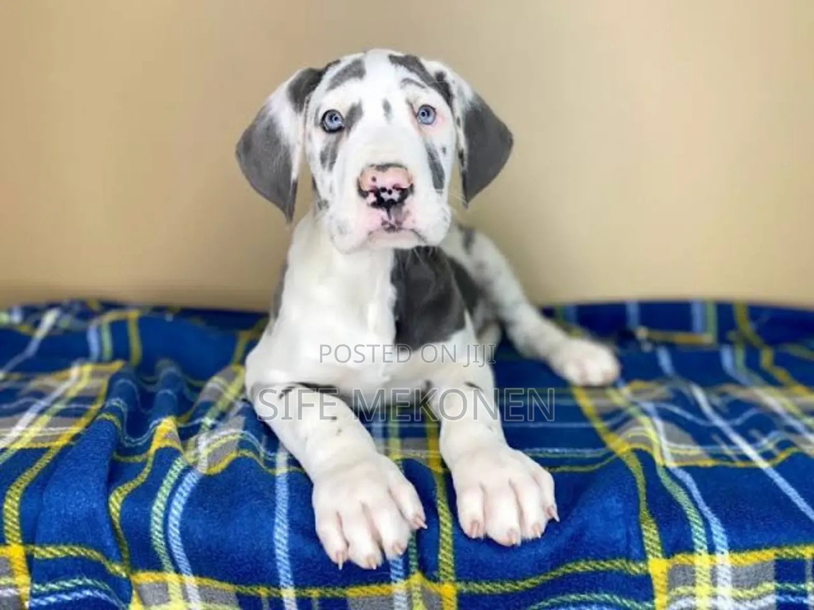 1-3 months Male Purebred Great Dane