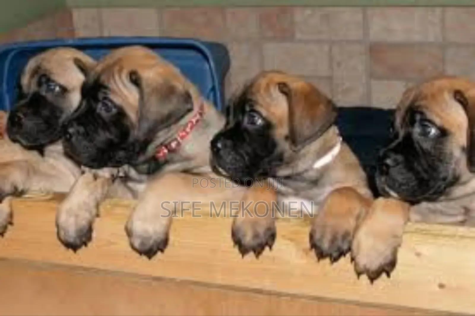 1-3 months Male Purebred Bullmastiff
