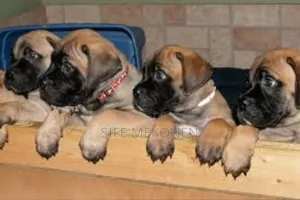 Photo - 1-3 months Male Purebred Bullmastiff