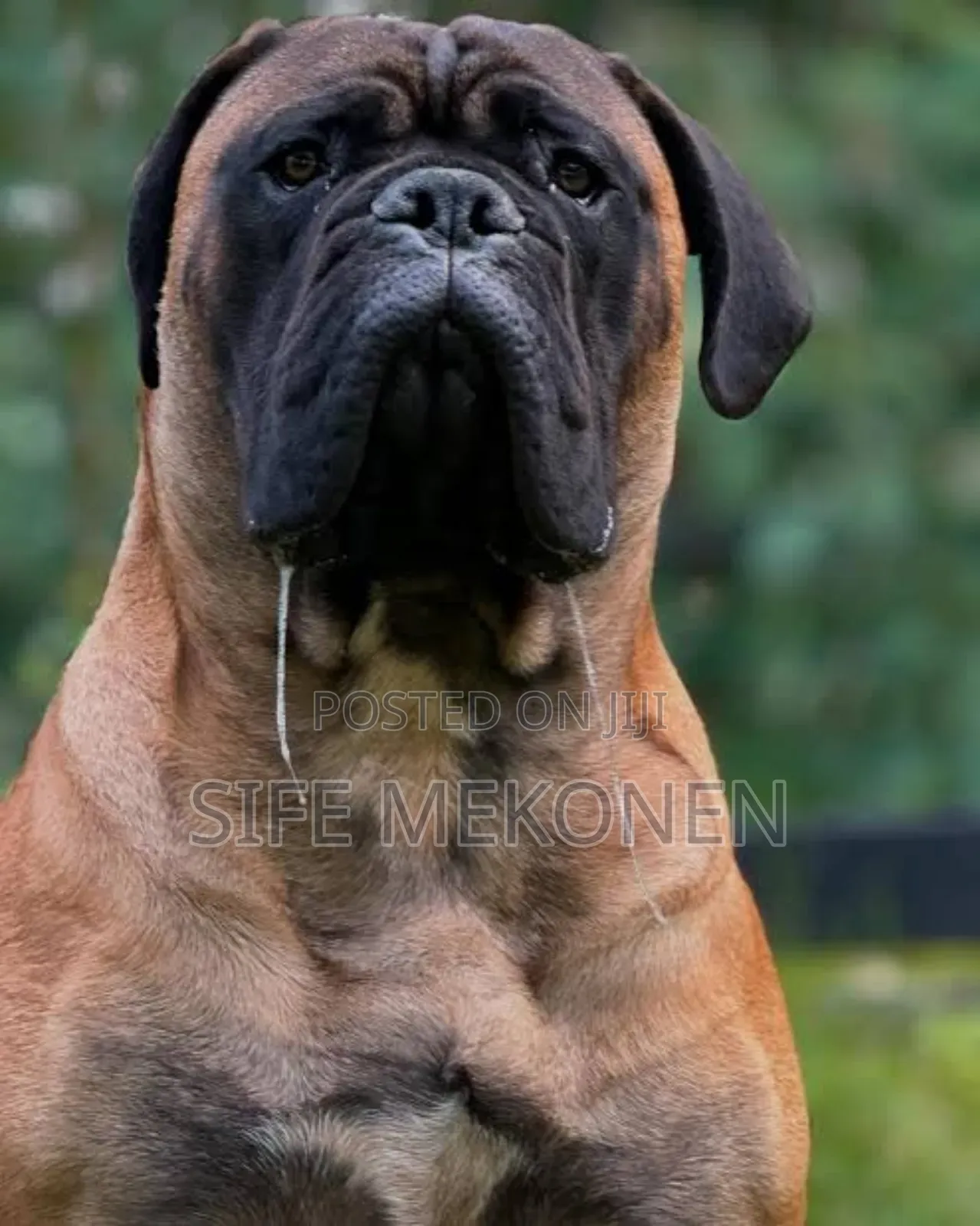 1-3 months Male Purebred Bullmastiff