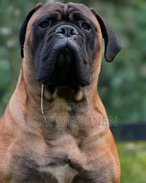 Photo - 1-3 months Male Purebred Bullmastiff