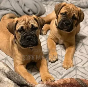 Photo - 1-3 months Male Purebred Bullmastiff