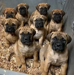 Photo - 1-3 months Male Purebred Bullmastiff