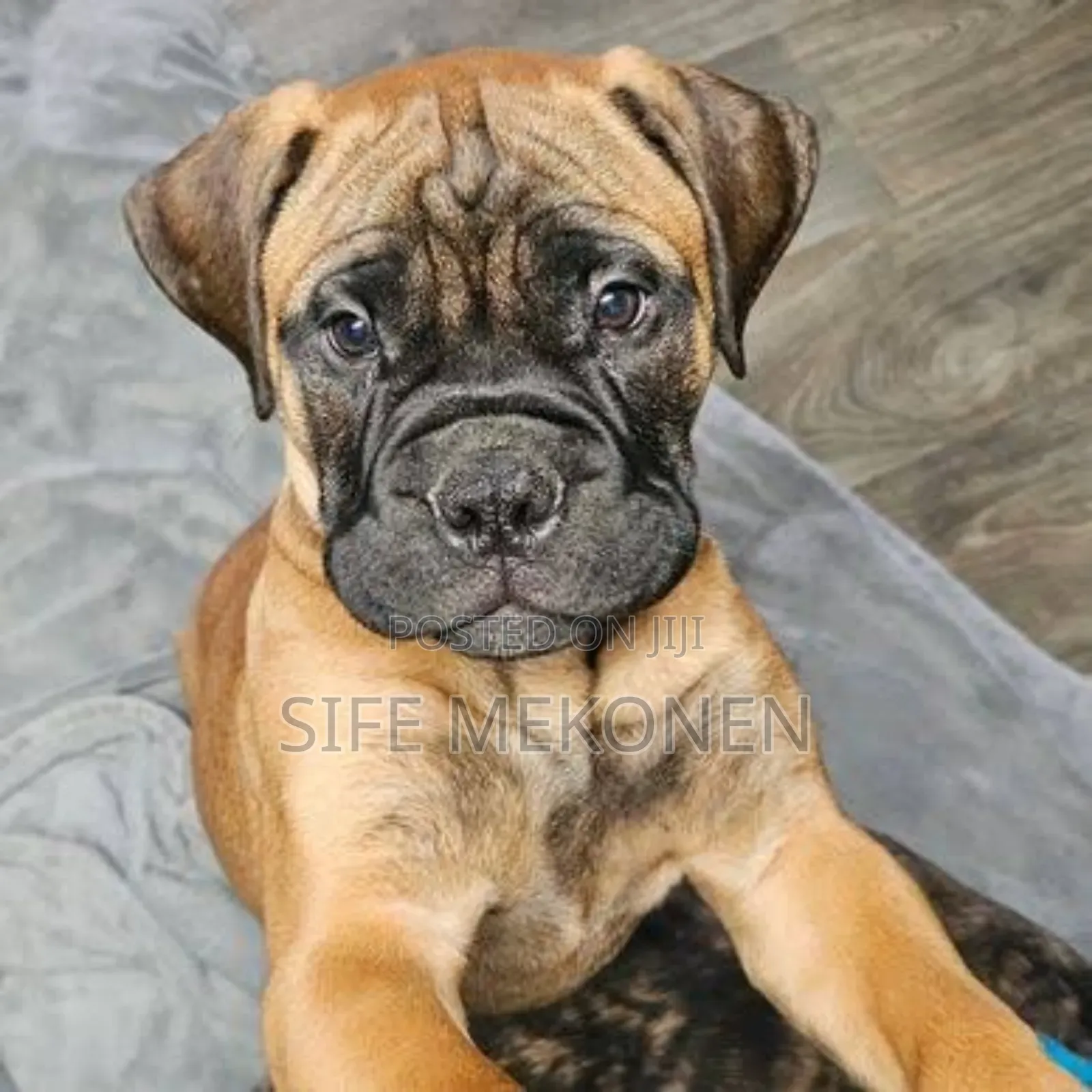 1-3 months Male Purebred Bullmastiff