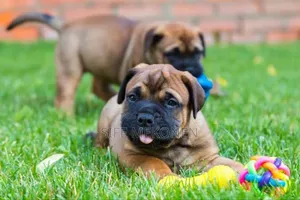 Photo - 1-3 months Male Purebred Bullmastiff