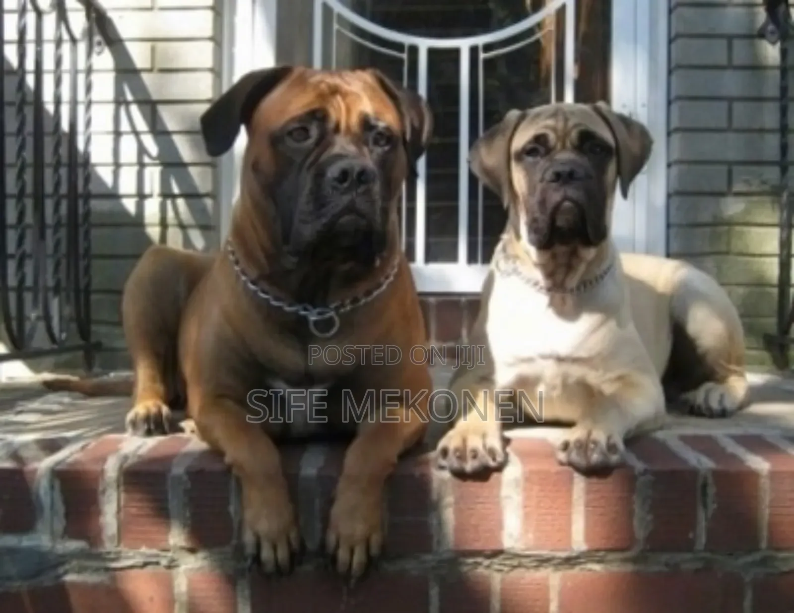1-3 months Male Purebred Bullmastiff