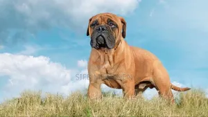 Photo - 6-12 months Female Purebred Bullmastiff