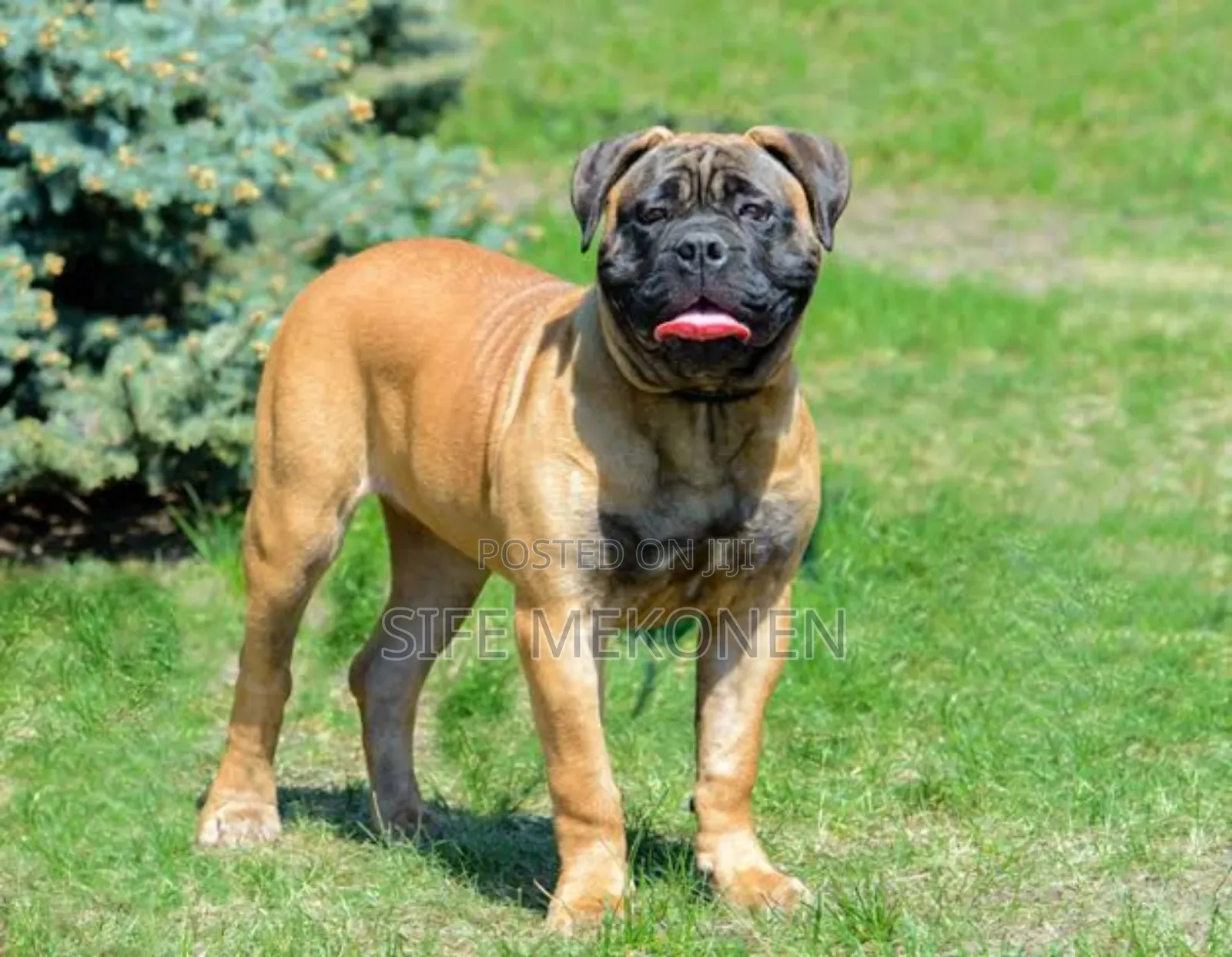 1-3 months Male Purebred Bullmastiff