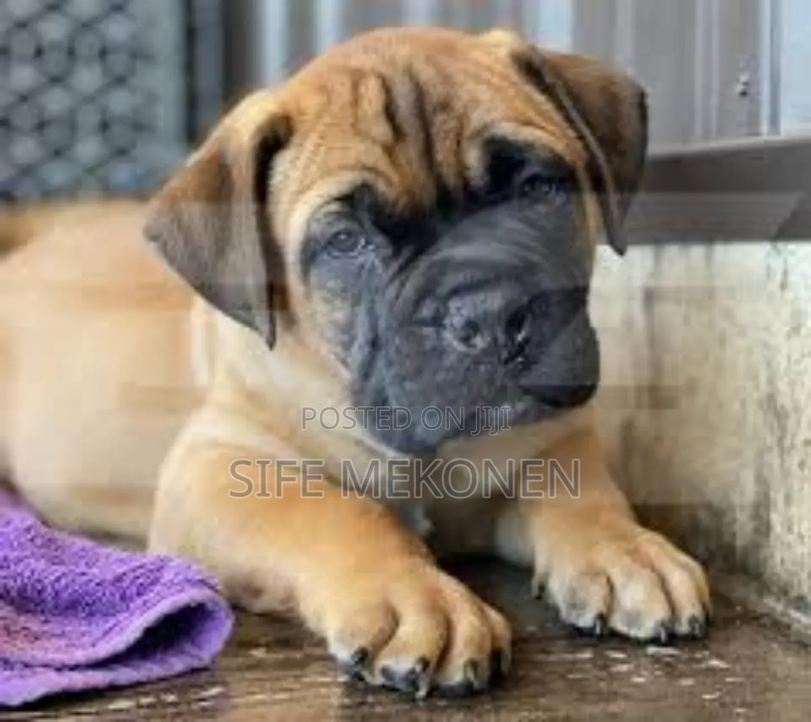 1-3 months Male Purebred Bullmastiff