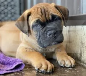 Photo - 1-3 months Male Purebred Bullmastiff