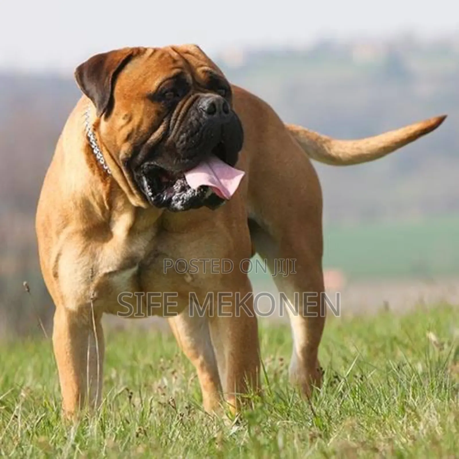 1-3 months Male Purebred Bullmastiff