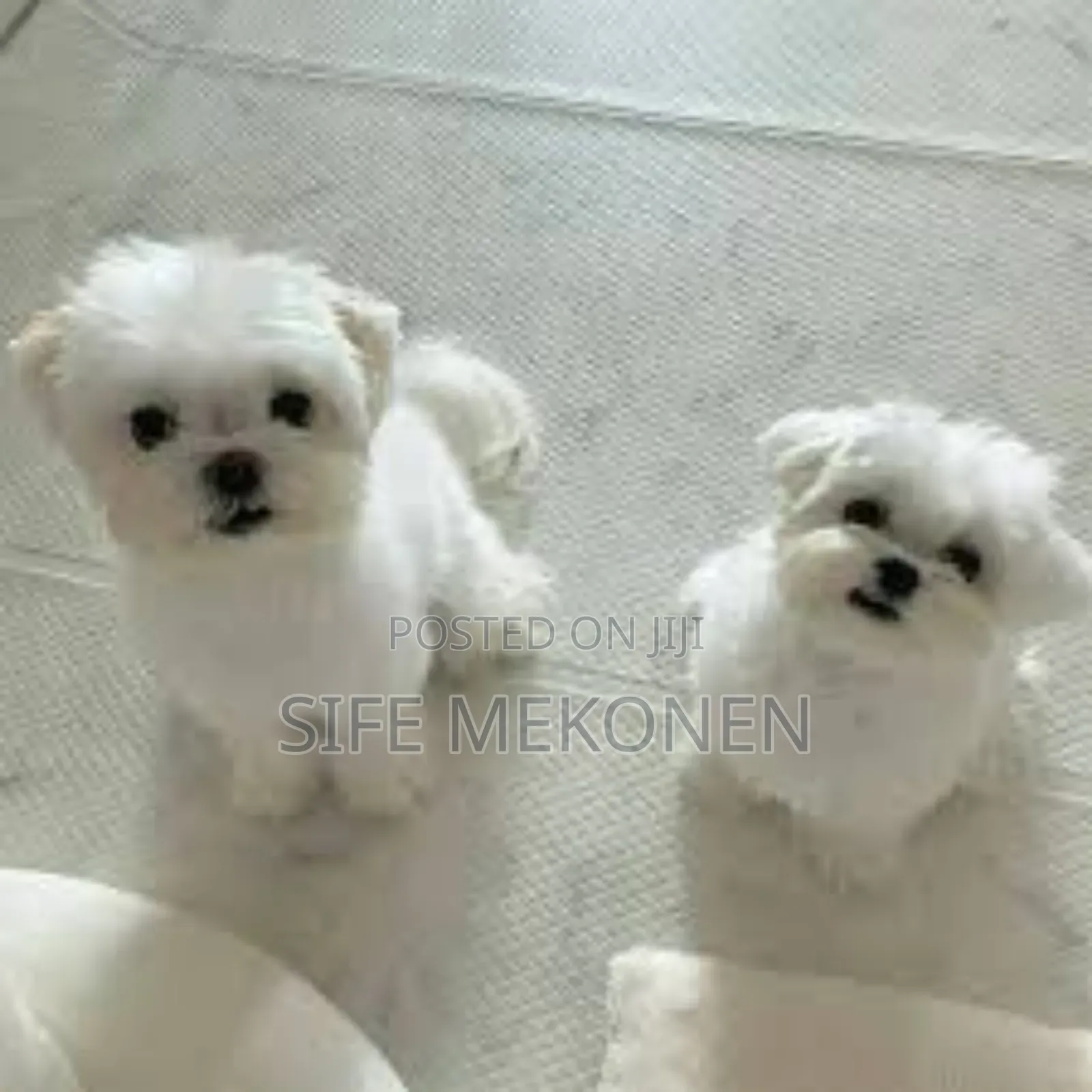 1-3 months Male Purebred Maltese