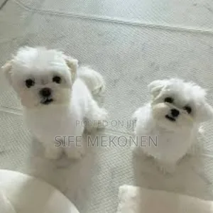 1-3 months Male Purebred Maltese