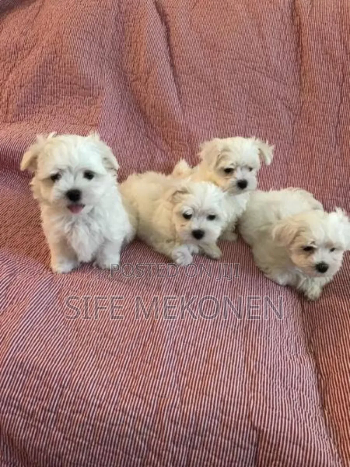 1-3 months Male Purebred Maltese