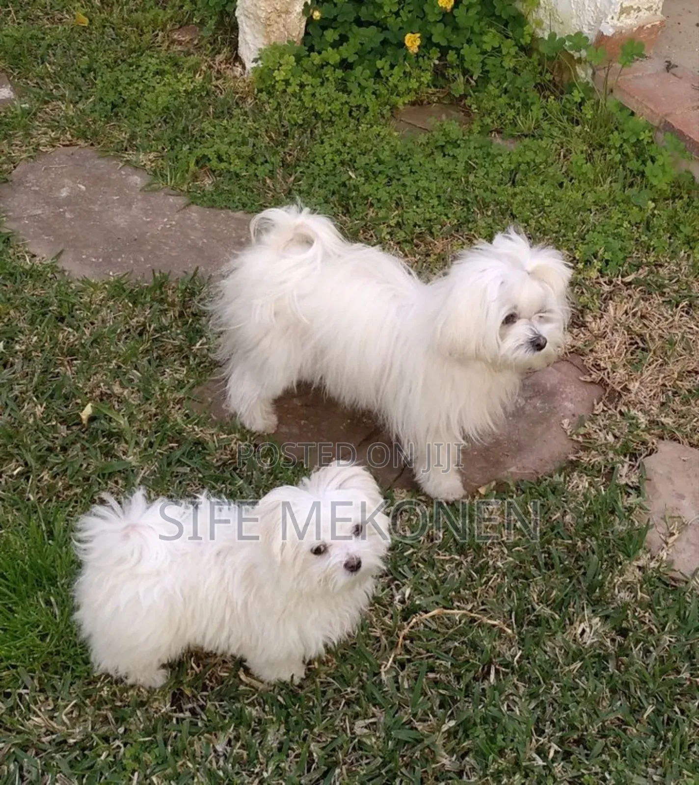 1-3 months Male Purebred Maltese