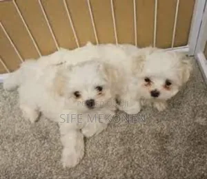 Photo - 1-3 months Male Purebred Maltese