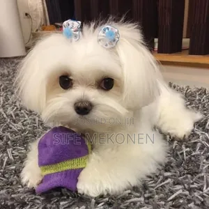 Photo - 1-3 months Male Purebred Maltese