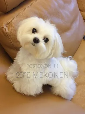 Photo - 1-3 months Male Purebred Maltese