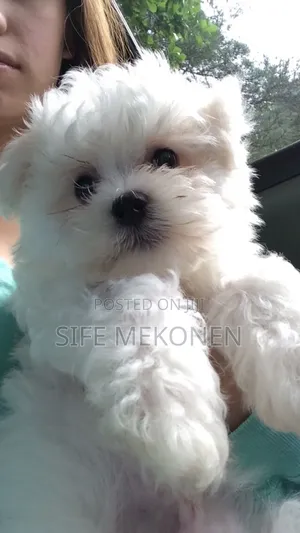1-3 months Male Purebred Maltese