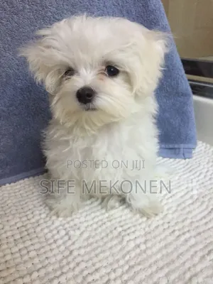 Photo - 1-3 months Male Purebred Maltese