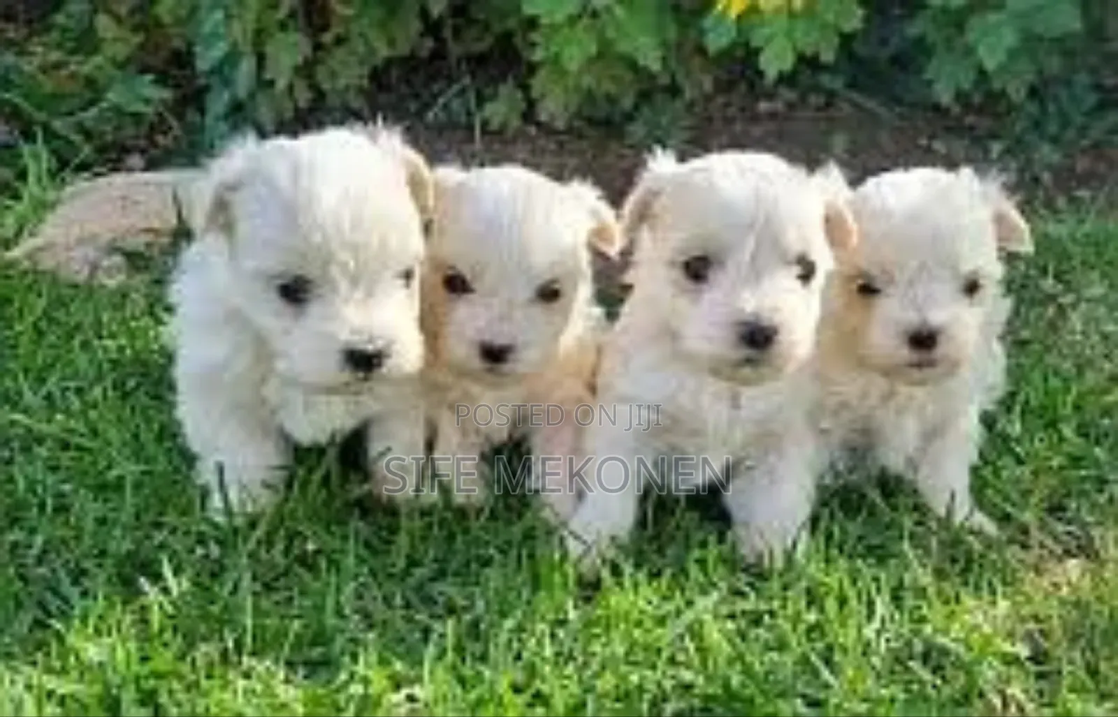 1-3 months Male Purebred Maltese