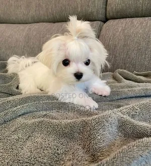 Photo - 1-3 months Male Purebred Maltese