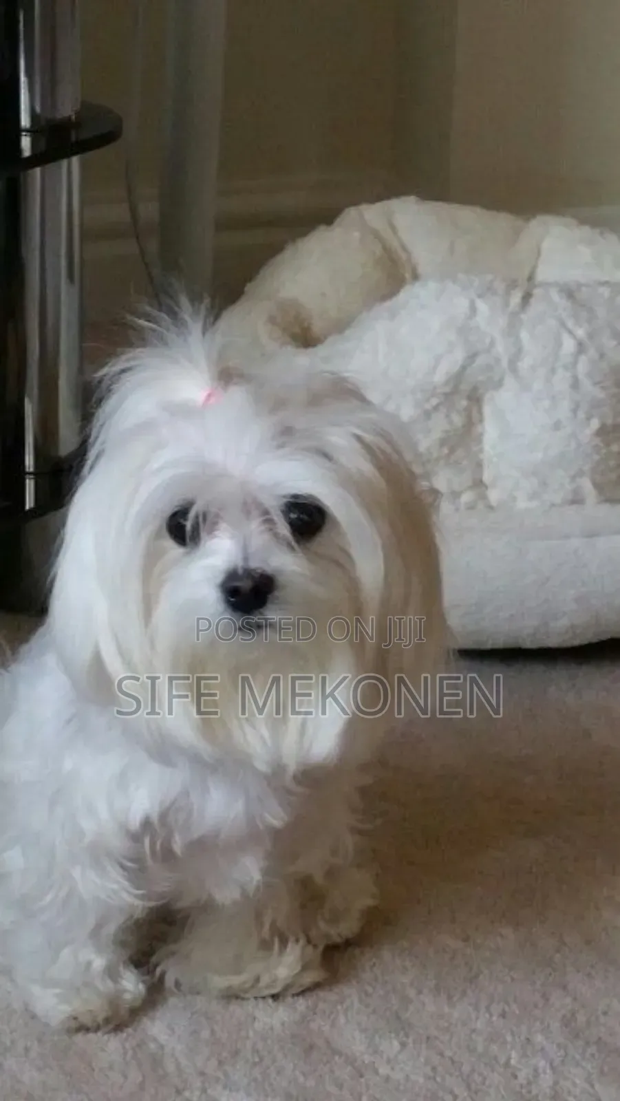 1-3 months Male Purebred Maltese