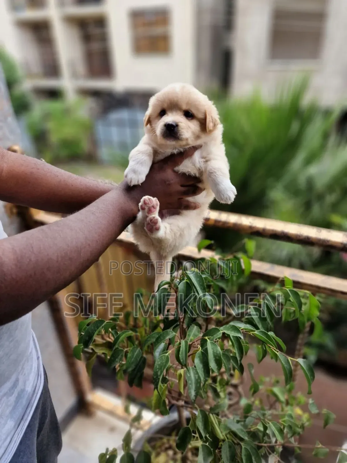 1-3 months Male Purebred Maltese