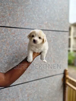Photo - 1-3 months Male Purebred Maltese