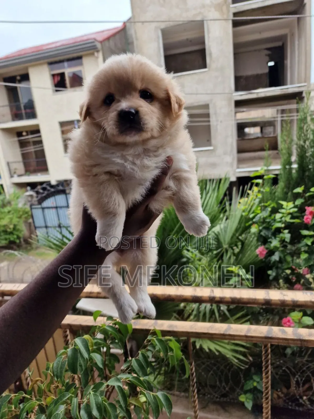 1-3 months Male Purebred Maltese