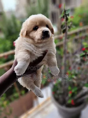 1-3 months Male Purebred Maltese