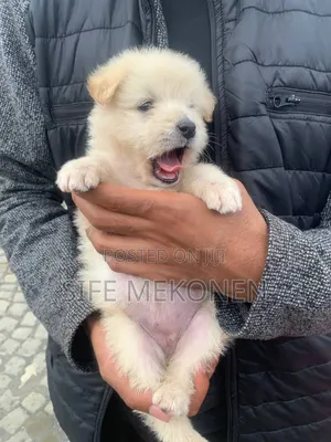 Photo - 1-3 months Male Purebred Maltese